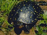 Пятнистая черепаха