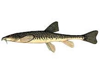 Пятнистый губач (рисунок)