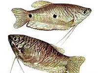 Пятнистый гурами (рисунок)