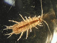 РАВНОНОГИЕ РАКООБРАЗНЫЕ (Водяная мокрица)