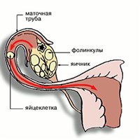 РАЗВИТИЕ ЖЕНСКОЙ ПОЛОВОЙ КЛЕТКИ