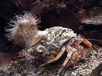 РАК-ОТШЕЛЬНИК (с актинией)