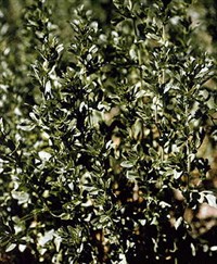 РЕПЕШОК ОБЫКНОВЕННЫЙ