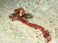 РЕСНИЧНЫЕ ЧЕРВИ