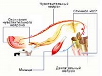 РЕФЛЕКТОРНАЯ ДУГА соматического рефлекса