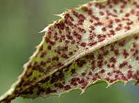 РЖАВЧИННЫЕ ГРИБЫ (Ржавчинный гриб)