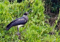 РОГАТАЯ ПАЛАМЕДЕЯ (Anhima cornuta)