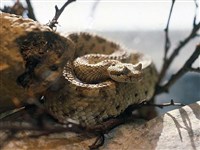 РОГАТЫЙ ГРЕМУЧНИК (Crotalus cerastes)