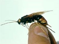 РОГОХВОСТ-ГИГАНТ