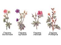 РОД (виды рода герань)