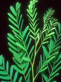 РОЖКОВОЕ ДЕРЕВО