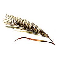 РОЖЬ (колос)