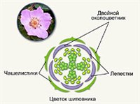 РОЗОЦВЕТНЫЕ (строение цветка, схема)