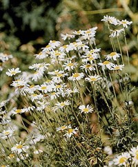 РОМАШКА АПТЕЧНАЯ