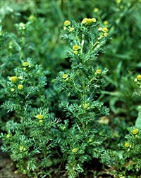 РОМАШКА ПАХУЧАЯ