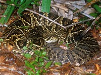 РОМБИЧЕСКИЙ ГРЕМУЧНИК (Crotalus adamanteus)