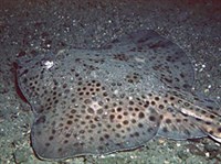 РОМБОВЫЕ СКАТЫ (скат Монтегю)