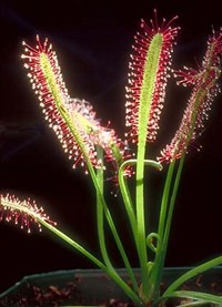 РОСЯНКА (африканская)