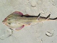 РОХЛЕВЫЕ СКАТЫ (Рыба-гитара)