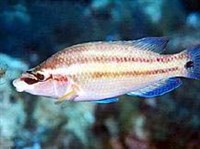 РУЛЕНА (Symphodus tinca)