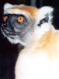 РУНОНОСНЫЙ АВАГИС (голова)