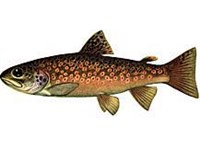 РУЧЬЕВАЯ ФОРЕЛЬ (рисунок)