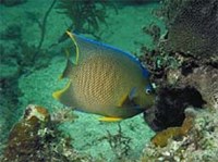 РЫБА-АНГЕЛ (королевский ангел)