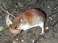 РЫЖАЯ ПОЛЕВКА (Clethrionomys glareolus)