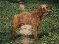 РЫЖИЙ БРЕТОНСКИЙ ГРИФФОН