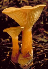 РЫЖИК (гриб)