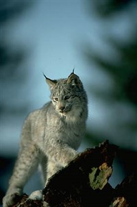 РЫСЬ (канадская)