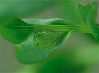 Равнокрылые (Цикадка-бодушка)