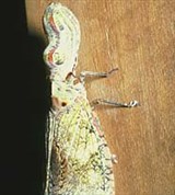 Равнокрылые (Fulgoridae, 1)