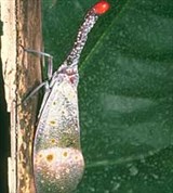 Равнокрылые (Fulgoridae, 2)