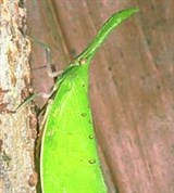 Равнокрылые (Fulgoridae, 4)