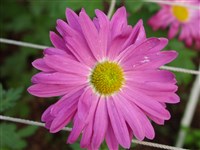 Радость Моя [Род дендрантема – Dendranthema (DC.) Desmoul]