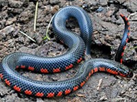 Радужная иловая змея (Farancia abacura).