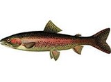 Радужная форель (рисунок)