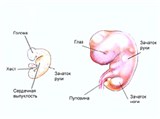 Развитие эмбриона