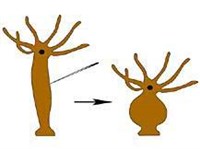 Раздражимость гидры