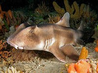 Разнозубые акулы (Шлемовидная бычья акула)