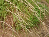 Райграс высокий, французский – Arrhenatherum elatius (L.) Presl.et C.Presl.