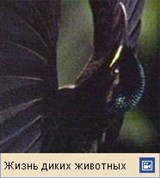 Райские птицы (видео)