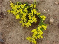 Ракитник Беани – Cytisus x beanii Dallim.