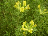 Ракитник австрийский – Cytisus austriacus L.