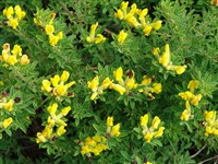 Ракитник лежащий – Cytisus supinus (L.) Link. (1)
