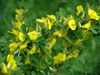 Ракитник прутьевидный, жарновец прутьевидный – Cytisus scoparius (L.) Link. (1)