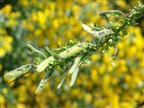 Ракитник прутьевидный, жарновец прутьевидный – Cytisus scoparius (L.) Link. (2)