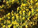 Ракитник прутьевидный, жарновец прутьевидный – Cytisus scoparius (L.) Link. (3)