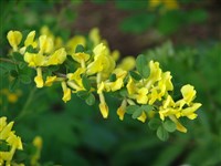Ракитник регенсбургский – Cytisus ratisbonensis Schaeff.